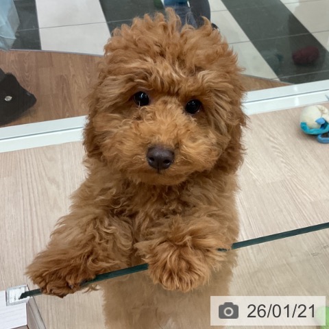 トイ・プードルの写真