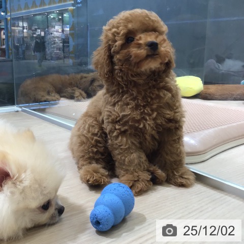 トイ・プードルの写真