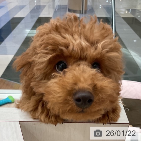 トイ・プードルの写真