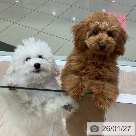 石川県のトイプードル(トイ) (ペットプラス かほく店/2025年9月25日生まれ/男の子/レッド)の子犬の4枚目の画像