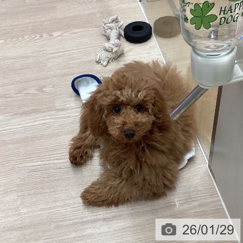 石川県のトイプードル(トイ) (ペットプラス かほく店/2025年9月25日生まれ/男の子/レッド)の子犬の4枚目の画像