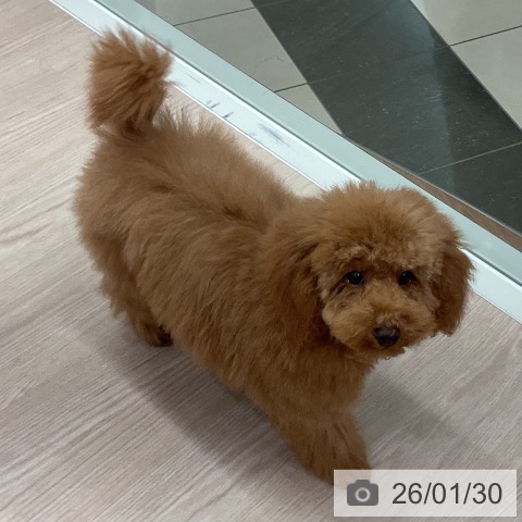 トイ・プードルの写真