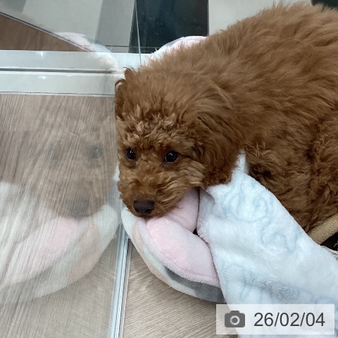 石川県のトイプードル(トイ) (ペットプラス かほく店/2025年9月25日生まれ/男の子/レッド)の子犬の4枚目の画像