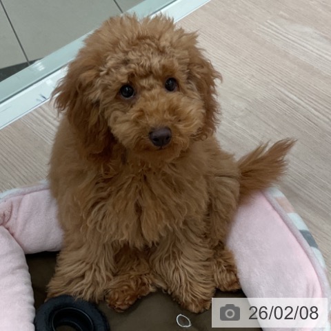 石川県のトイプードル(トイ) (ペットプラス かほく店/2025年9月25日生まれ/男の子/レッド)の子犬の4枚目の画像