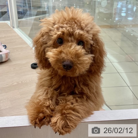 石川県のトイプードル(トイ) (ペットプラス かほく店/2025年9月25日生まれ/男の子/レッド)の子犬の4枚目の画像