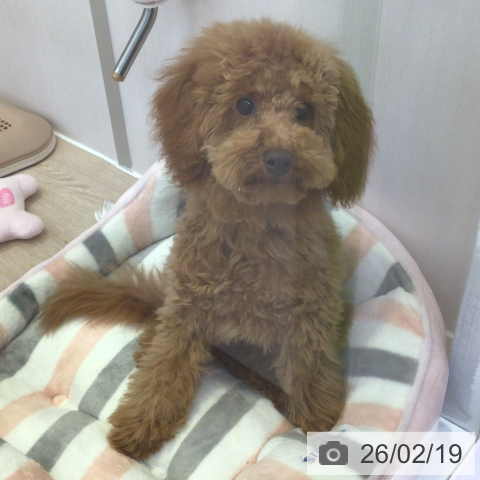 富山県のトイプードル(トイ) (ペットプラス となみ店/2025年9月25日生まれ/男の子/レッド)の子犬の4枚目の画像