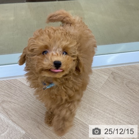 愛知県のトイプードル(トイ) (ペットプラス mozoワンダーシティ店/2025年9月28日生まれ/男の子/レッド)の子犬の4枚目の画像