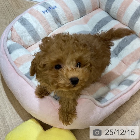 愛知県のトイプードル(トイ) (ペットプラス mozoワンダーシティ店/2025年9月28日生まれ/男の子/レッド)の子犬の3枚目の画像