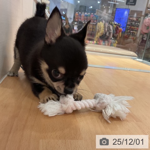 愛知県のチワワ(ロング) (ペットプラス 名古屋茶屋店/2025年9月28日生まれ/男の子/ブラックタン)の子犬の3枚目の画像