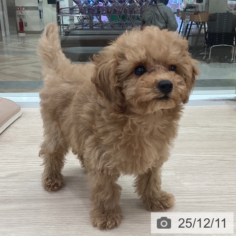 愛知県のトイプードル(トイ) (ペットプラス 豊田店/2025年9月29日生まれ/男の子/アプリコット)の子犬の4枚目の画像