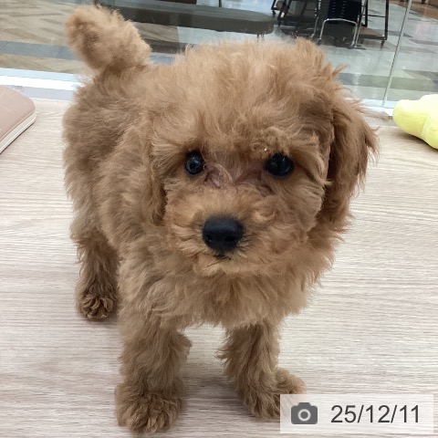 愛知県のトイプードル(トイ) (ペットプラス 豊田店/2025年9月29日生まれ/男の子/アプリコット)の子犬の3枚目の画像