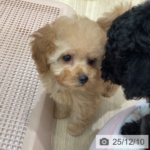 岐阜県のトイプードル(トイ) (ペットプラス 各務原店/2025年9月29日生まれ/男の子/アプリコット)の子犬の4枚目の画像