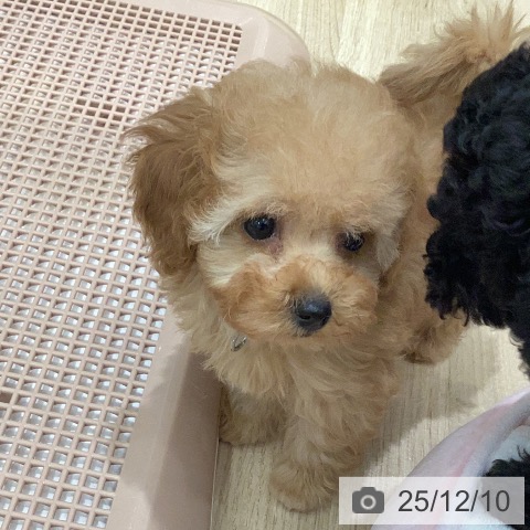 岐阜県のトイプードル(トイ) (ペットプラス 各務原店/2025年9月29日生まれ/男の子/アプリコット)の子犬の3枚目の画像