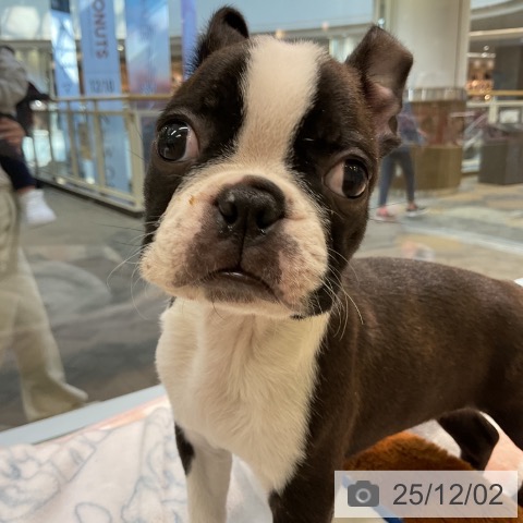 ボストン・テリアの写真