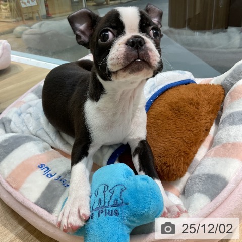 ボストン・テリアの写真