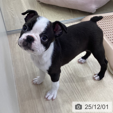 ボストン・テリアの写真