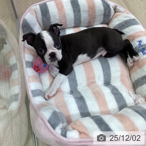 ボストン・テリアの写真