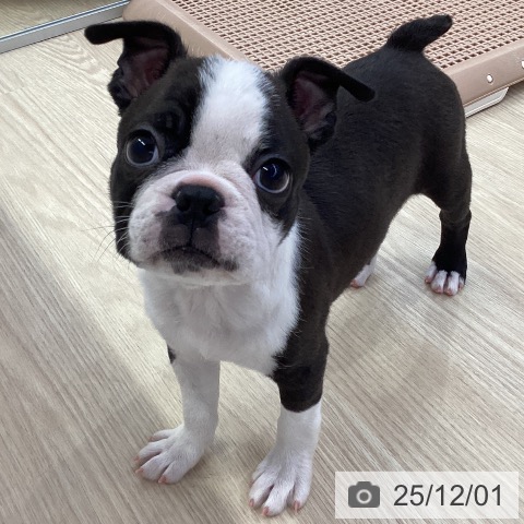 ボストン・テリアの写真