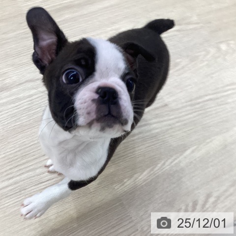 ボストン・テリアの写真