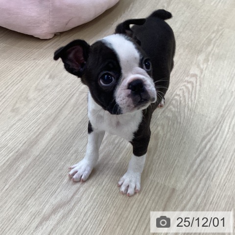 ボストン・テリアの写真