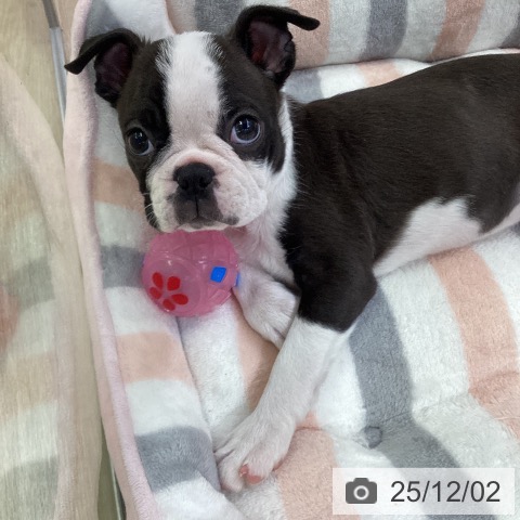 ボストン・テリアの写真