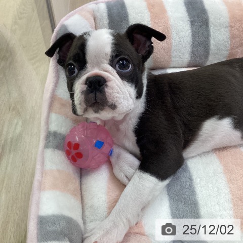 ボストン・テリアの写真