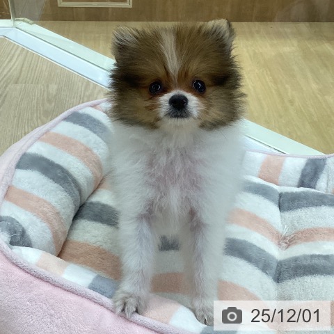 ポメラニアンの写真