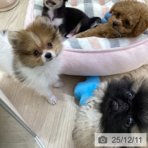 ポメラニアンの写真