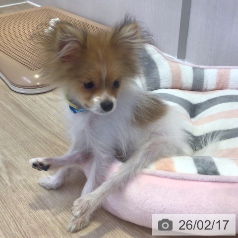 ポメラニアンの写真