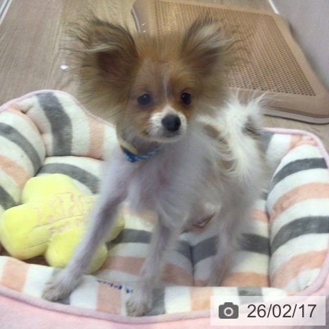 ポメラニアンの写真