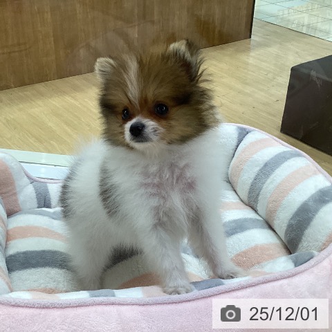 ポメラニアンの写真