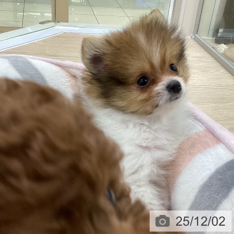 ポメラニアンの写真