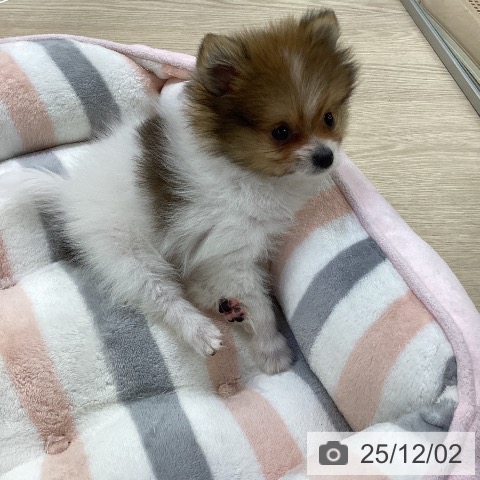 ポメラニアンの写真