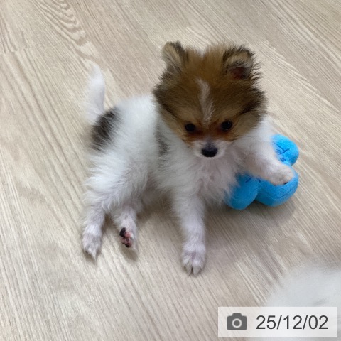 ポメラニアンの写真