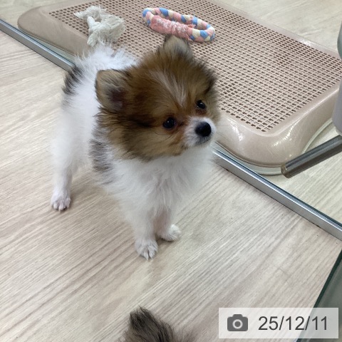 愛知県のポメラニアン (ペットプラス ナゴヤドーム前店/2025年9月28日生まれ/男の子/パーティーカラー)の子犬の4枚目の画像
