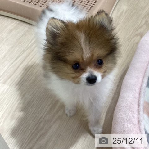 愛知県のポメラニアン (ペットプラス ナゴヤドーム前店/2025年9月28日生まれ/男の子/パーティーカラー)の子犬の3枚目の画像