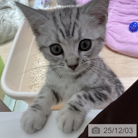 三重県のアメリカンショートヘアー (ペットプラス 鈴鹿店/2025年9月24日生まれ/男の子/シルバータビー)の子猫の4枚目の画像