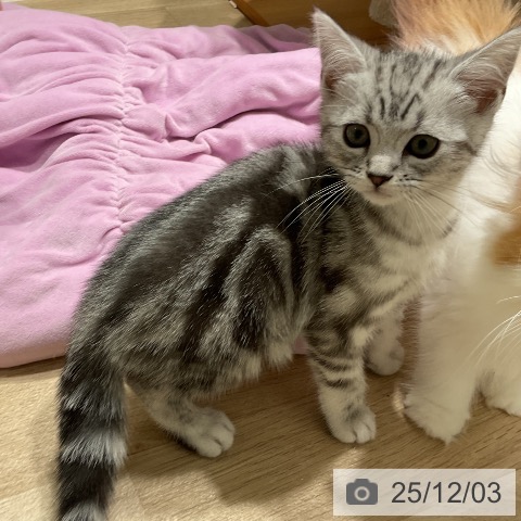 三重県のアメリカンショートヘアー (ペットプラス 鈴鹿店/2025年9月24日生まれ/男の子/シルバータビー)の子猫の3枚目の画像