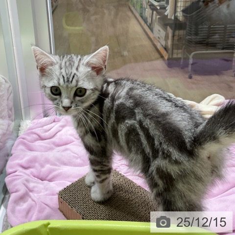 三重県のアメリカンショートヘアー (ペットプラス 鈴鹿店/2025年9月24日生まれ/男の子/シルバータビー)の子猫の4枚目の画像