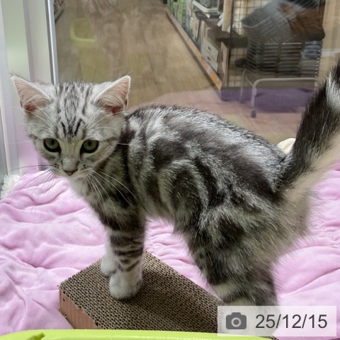 三重県のアメリカンショートヘアー (ペットプラス 鈴鹿店/2025年9月24日生まれ/男の子/シルバータビー)の子猫の3枚目の画像