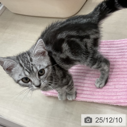 愛知県のアメリカンショートヘアー (ペットプラス mozoワンダーシティ店/2025年9月24日生まれ/男の子/シルバータビー)の子猫の4枚目の画像