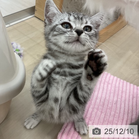 愛知県のアメリカンショートヘアー (ペットプラス mozoワンダーシティ店/2025年9月24日生まれ/男の子/シルバータビー)の子猫の3枚目の画像