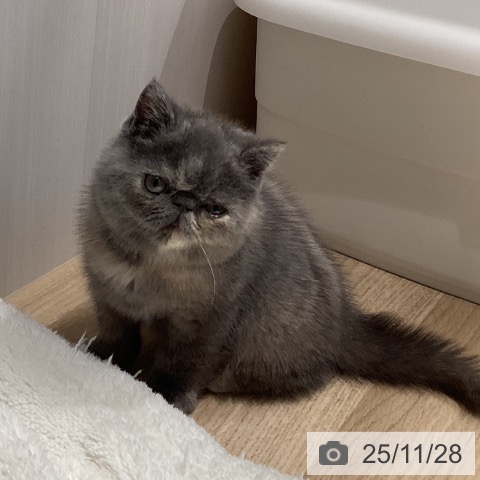 エキゾチックの写真