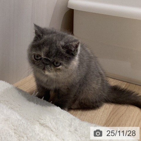 エキゾチックの写真