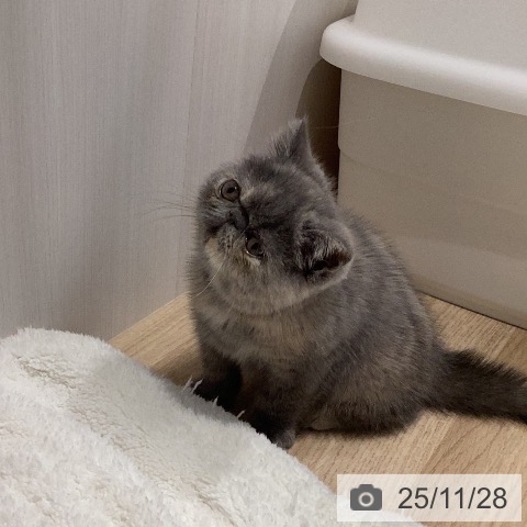 エキゾチックの写真