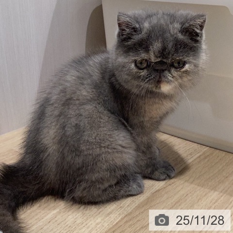 エキゾチックの写真