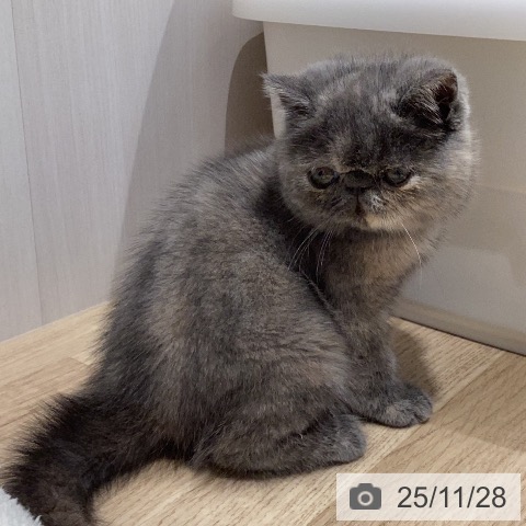 エキゾチックの写真