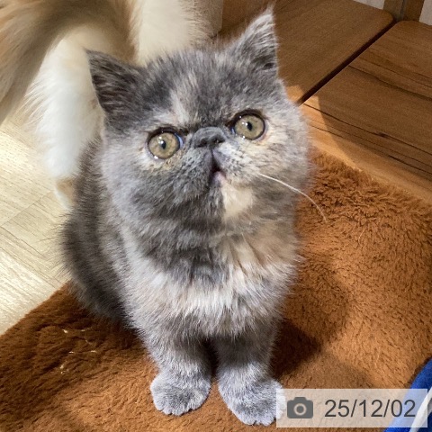 岐阜県のエキゾチック (ペットプラス 各務原店/2025年9月28日生まれ/女の子/ブルークリーム)の子猫の4枚目の画像