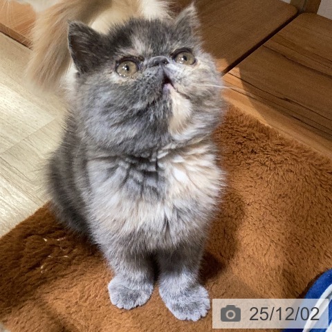 岐阜県のエキゾチック (ペットプラス 各務原店/2025年9月28日生まれ/女の子/ブルークリーム)の子猫の3枚目の画像