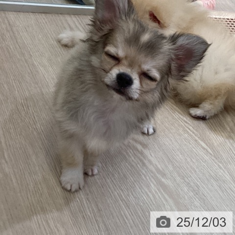 富山県のチワワ(ロング) (ペットプラス 高岡店/2025年9月24日生まれ/男の子/フォーン)の子犬の4枚目の画像